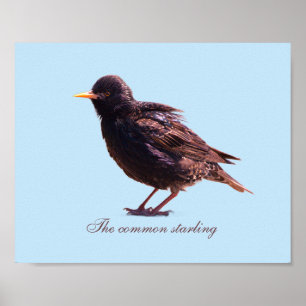 Starling poster