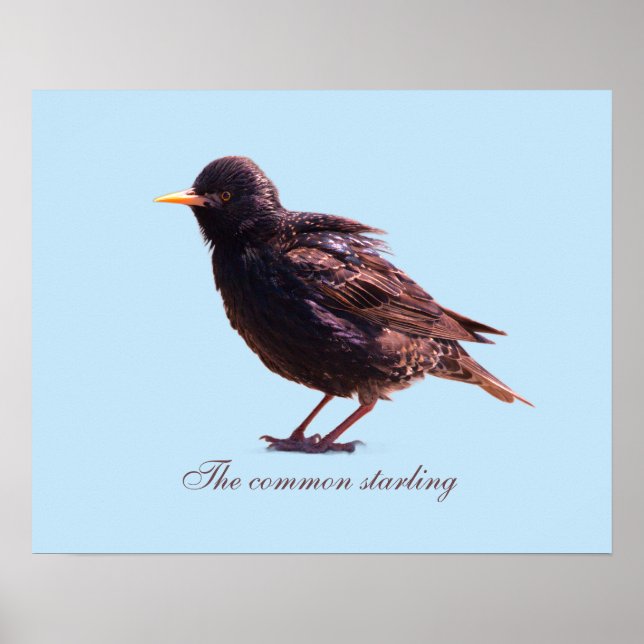 Starling  poster (Front)