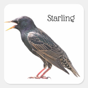 Starling Square Sticker