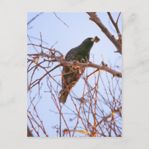 starling sundown postcard