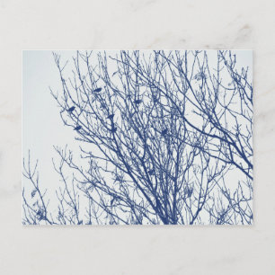 Starlings in a Tree - Cyanotype Effect Postcard