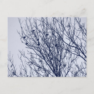 Starlings in a Tree Postcard