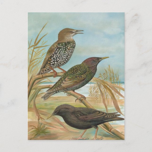 Starlings Vintage Bird Illustration Postcard (Front)