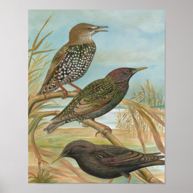 Starlings Vintage Bird Illustration Poster (Front)