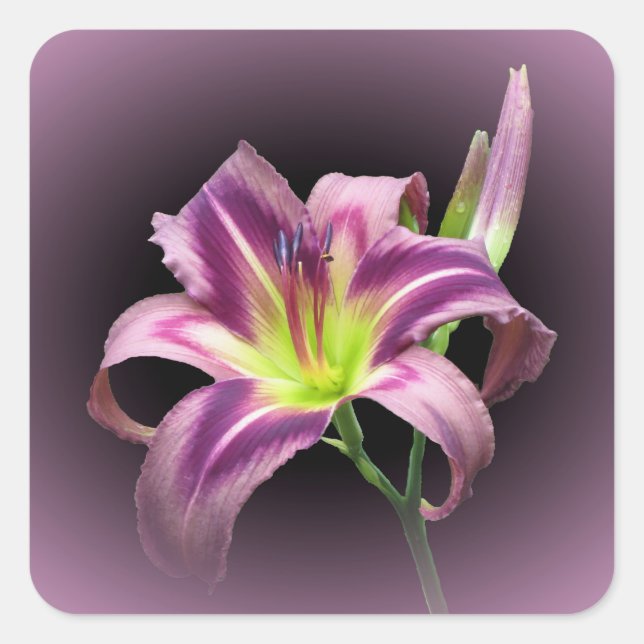 Starman's Quest - Daylily Square Sticker (Front)