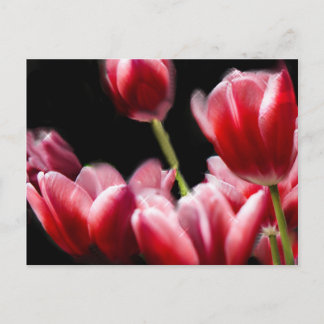 STARRED PINK TULIPS POSTCARD