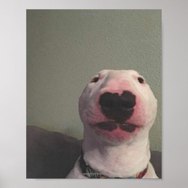 Starring Dog Meme Poster (Front)