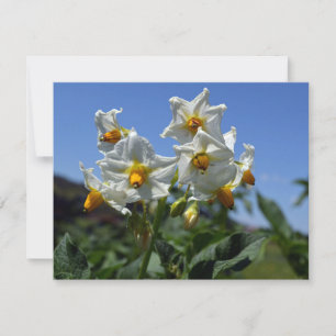 Starry flowers Solanum tuberosum  Holiday Card