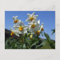 Starry flowers Solanum tuberosum 