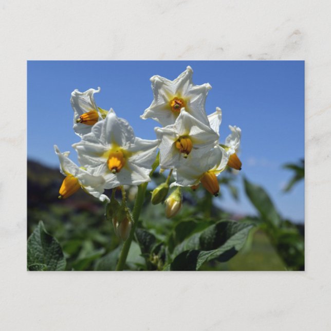 Starry flowers Solanum tuberosum   Postcard (Front)