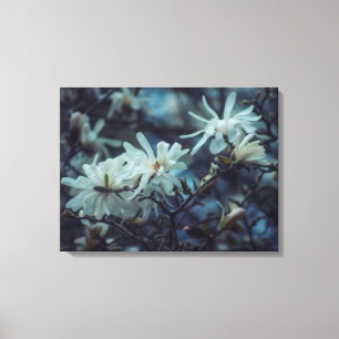Starry Magnolia 3172 Canvas Print