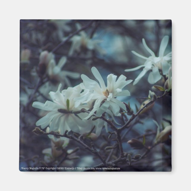 Starry Magnolia 3172 Magnet (Front)