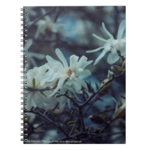 Starry Magnolia 3172 Notebook