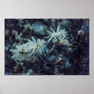 Starry Magnolia 3172 Poster