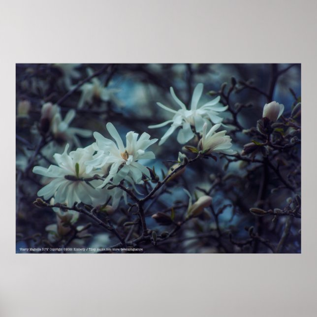 Starry Magnolia 3172 Poster (Front)