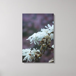 Starry Magnolia 5780 Canvas Print