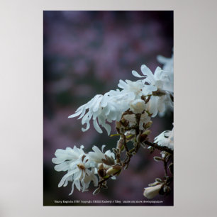 Starry Magnolia 5780 Poster