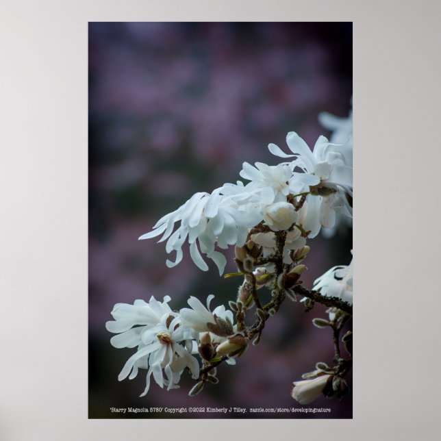 Starry Magnolia 5780 Poster (Front)