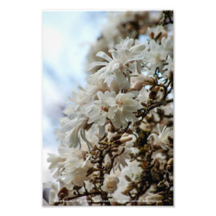 Starry Magnolia 5781 Photo Print