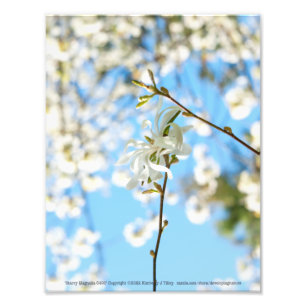 Starry Magnolia 6490 Photo Print