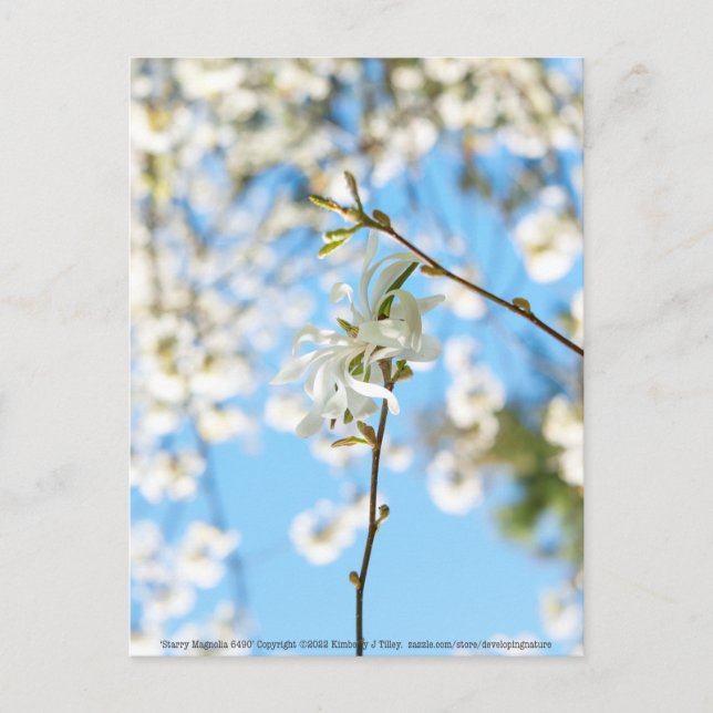 Starry Magnolia 6490 Postcard (Front)