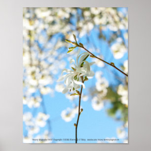 Starry Magnolia 6490 Poster