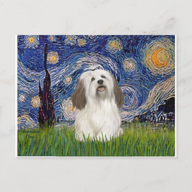 Starry Night - Havanese (#1) Postcard (Front)