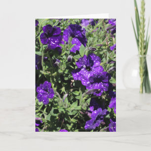 Starry Night Petunia greeting card