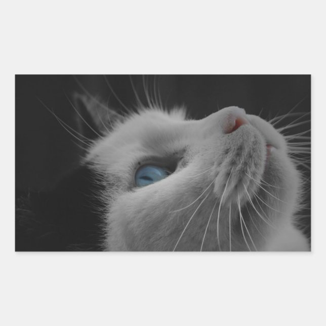 Starry night sky black & white cat with blue eyes rectangular sticker (Front)