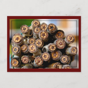 Stars along the Rio Grande Cotton Wood Trees Postcard