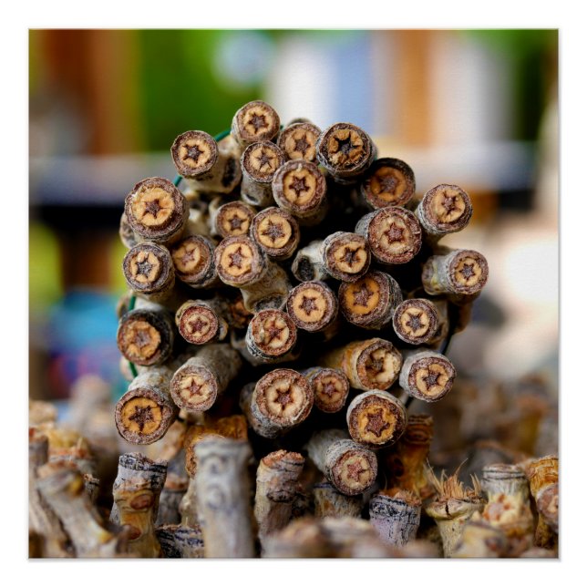 Stars along the Rio Grande Cotton Wood Trees Poster (Front)