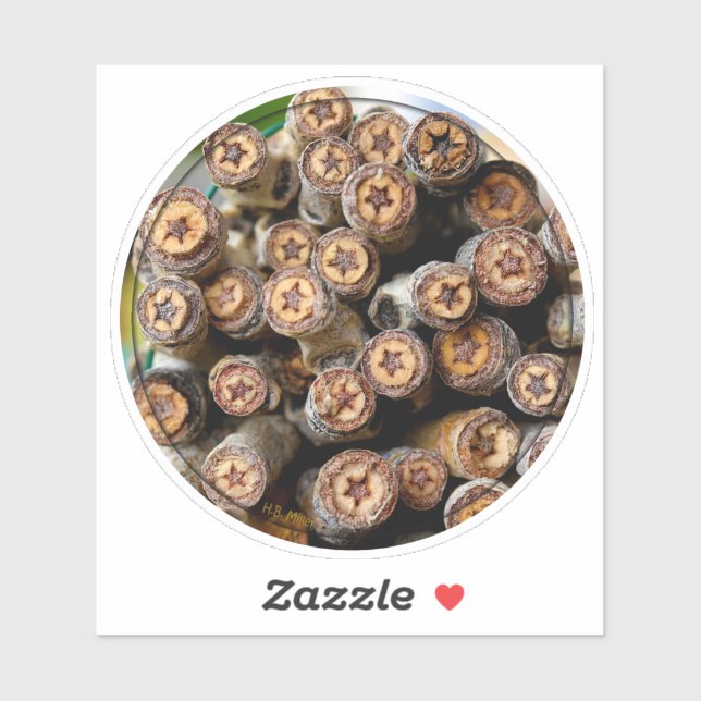 Stars of the Cottonwood Trees along the Rio Grande (Sheet)