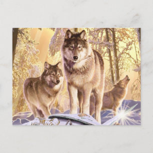 "Stars Under Snow" Postcard