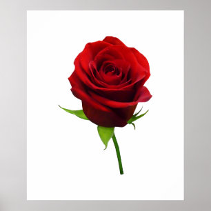 STARTING UNDER $20 - Elegant Red Rosebud Poster