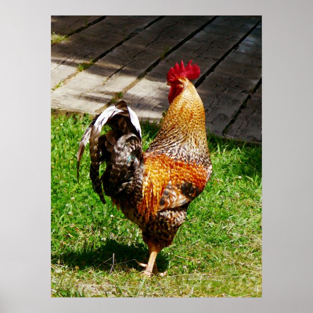 STARTING UNDER $20 - Strutting Rooster Poster (Front)