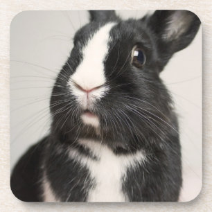 Startled Black and White Bunny Rabbit Coaster