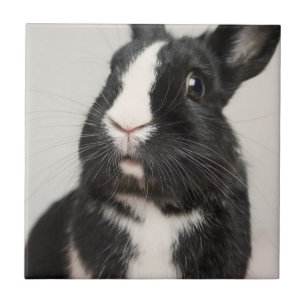 Startled Black and White Bunny Rabbit Tile
