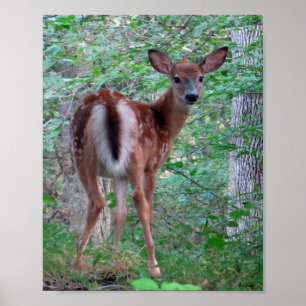 Startled Fawn Poster