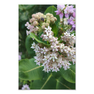 Startling Colours Photo Print