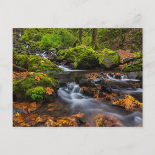 Starvation Creek Falls Columbia Gorge, Oregon Postcard
