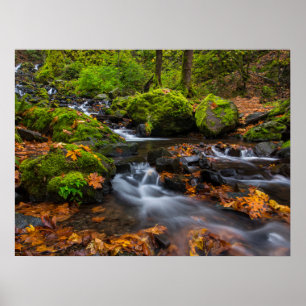Starvation Creek Falls   Columbia Gorge, Oregon Poster