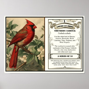 State Bird Collection, Cardinal, customisable Poster