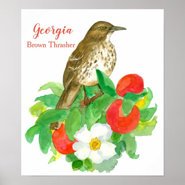 State Bird of Georgia Brown Thrasher Poster (Front)