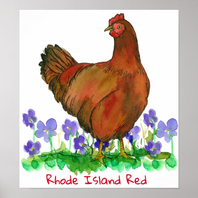 State Bird of Rhode Island Red Hen Chicken Violets Poster (Front)