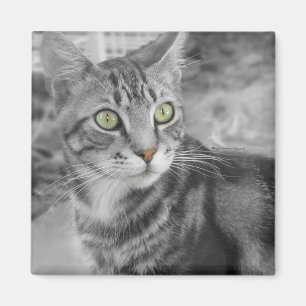 State of Wonderment Magnet