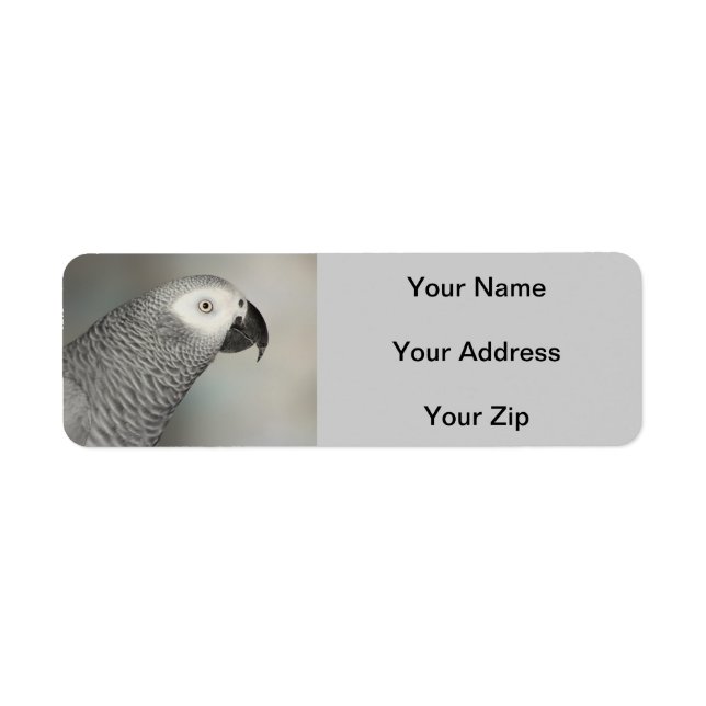 Stately African Grey Parrot (Front)