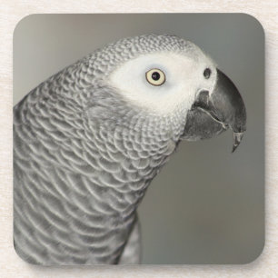 Stately African Grey Parrot Coaster