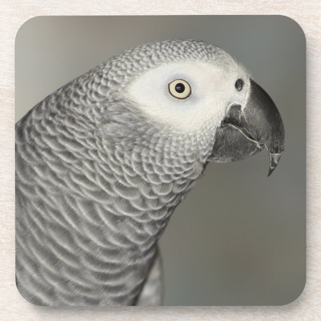 Stately African Grey Parrot Coaster (Front)