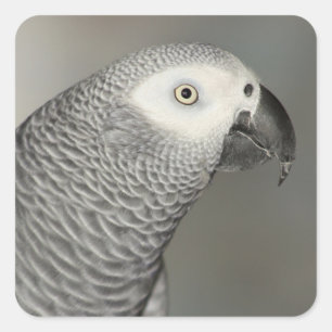 Stately African Grey Parrot Square Sticker