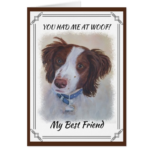 STATELY AUBURN SETTER MIX (Front)